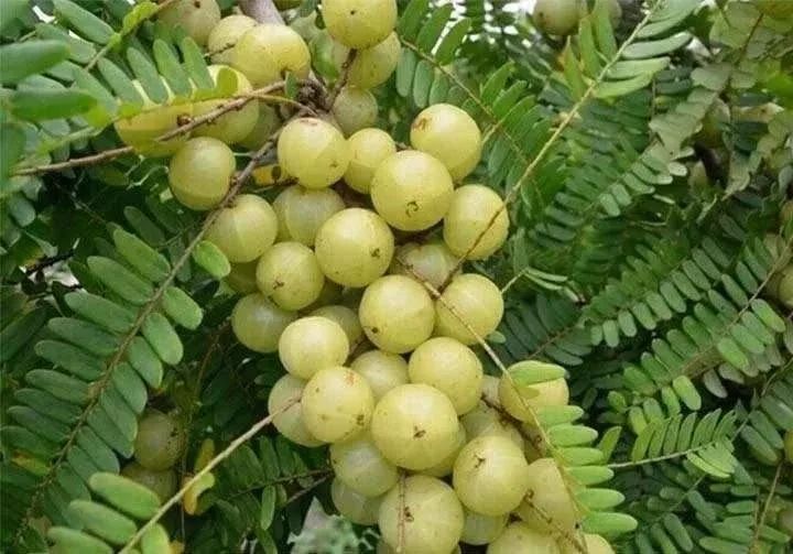 天然余甘果的功效与作用