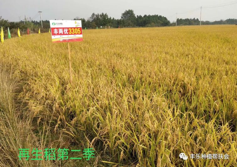 战疫情保春耕线上选种丰两优3305
