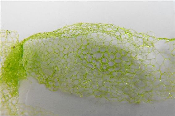 新萌发的青苔往往呈鲜绿色丝状,而