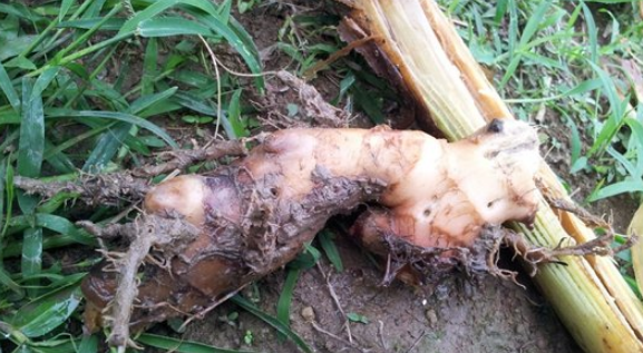 生姜姜瘟病发病原因及防治新技术