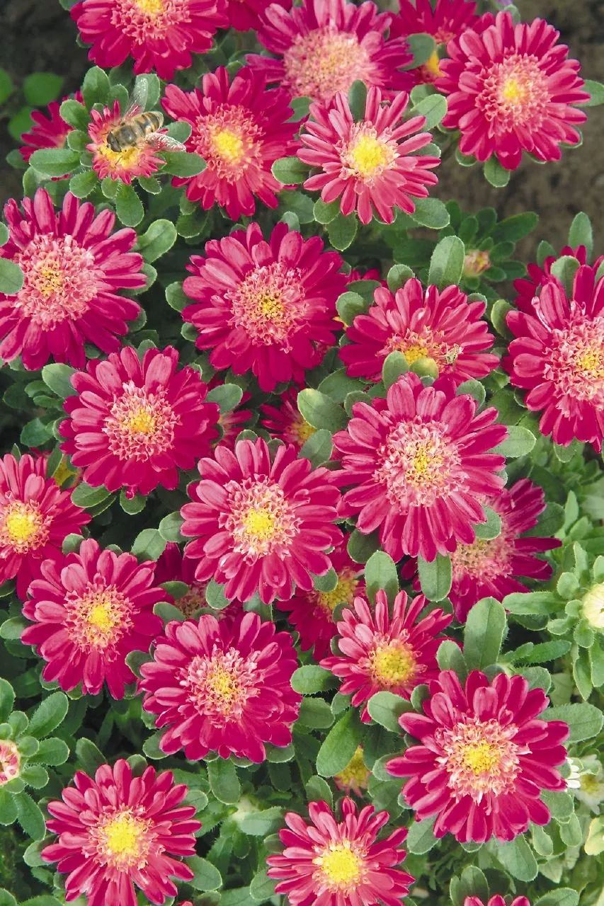 [热销推荐]怎么你们都叫翠菊?_cm