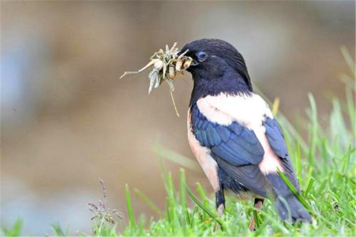 中国灭蝗三大克星出现:用实力解决蝗灾_蝗虫