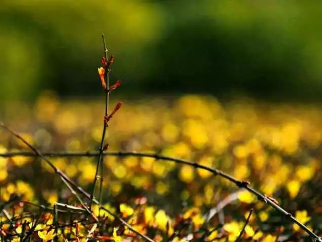 第440期河南摄影网影友作品选