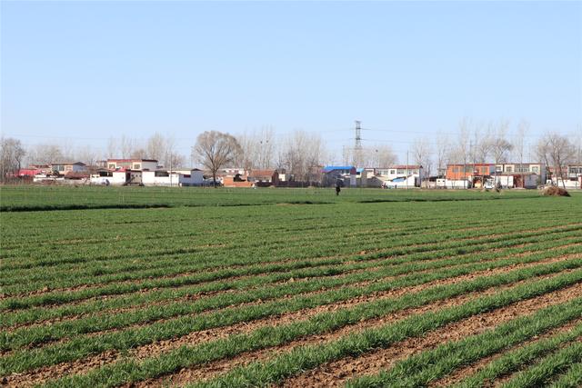 漯河实拍初春临颍农村和桂湖五彩森林公园太漂亮了