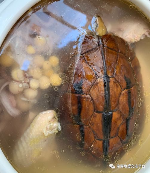 乌龟的营养价值附食用方法