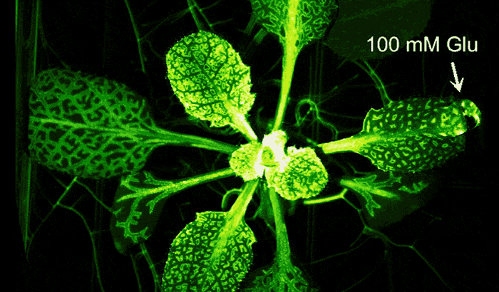 研究人员最初为一棵芥菜展开基因改造,希望研究植物对重力的反应.