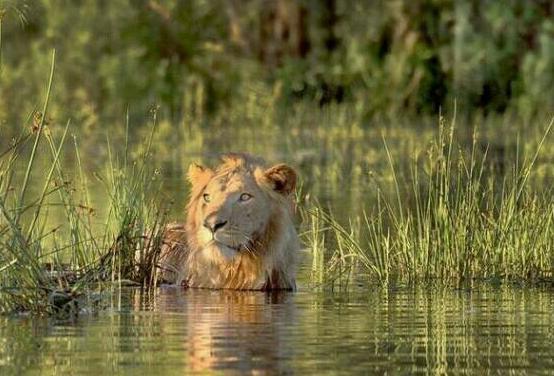 百兽之王狮子洗澡时遇上劲敌,水面看起来平静,水下可热闹了