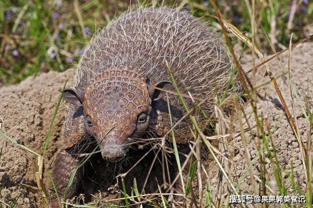 穿山甲2013年非典的罪魁祸首,其实不能全怪果子狸,真正的病毒来源于