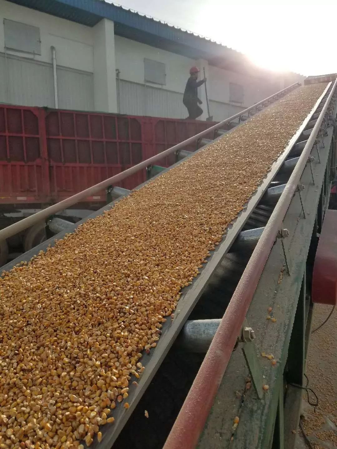 原料中储粮全面复工加大玉米和豆粕市场投放