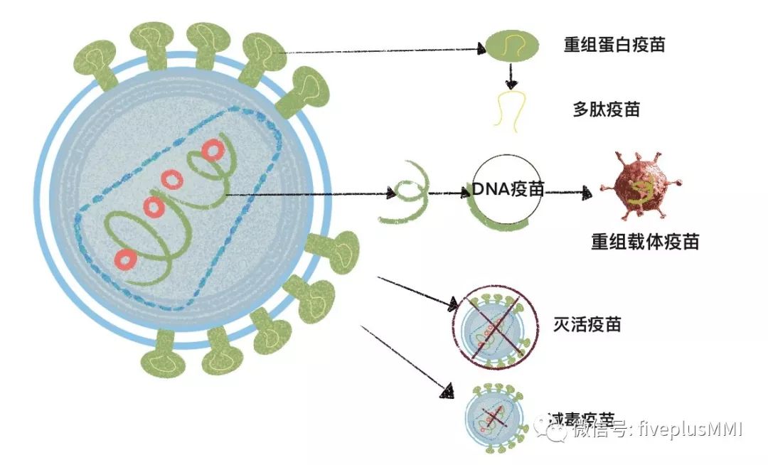 抗击疫情|五加和提供重组载体疫苗制备服务