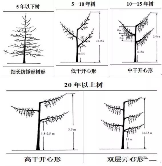 果农必备:最全苹果树修剪技术,一看就懂