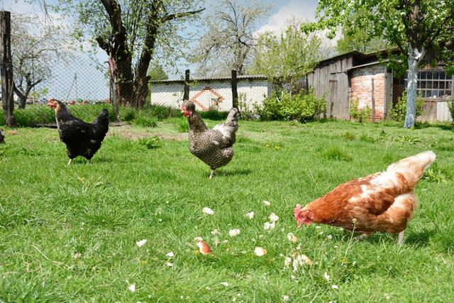 禽蛋肉价格要涨到你认不出,去农村租个院子养鸡的想法可行不?