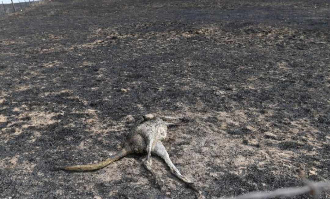 拜火教的他们竟然死于一场火灾