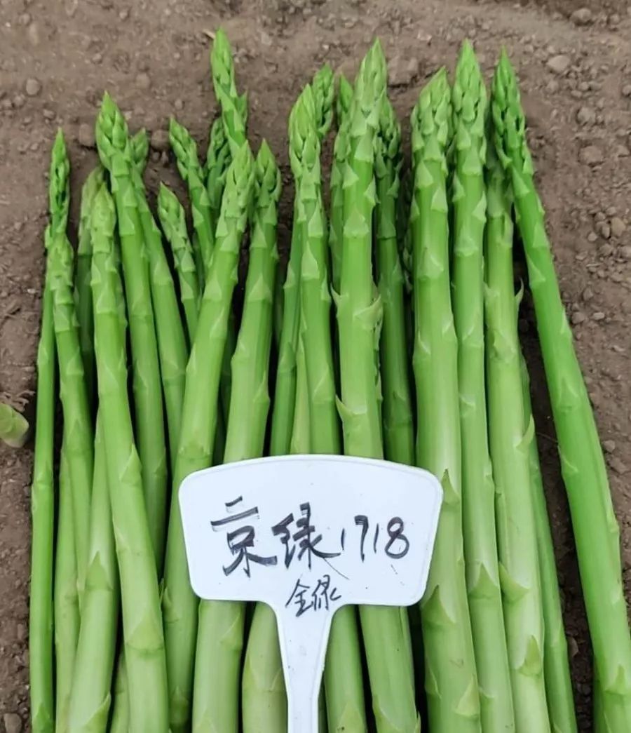 快来看看早生的芦笋品种吧浙江大学蔬菜研究所对芦笋嫩茎鲜样营养品质