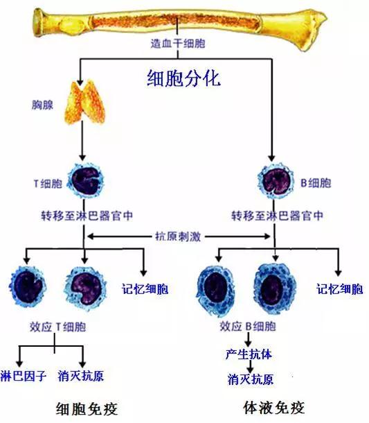 造血干细胞发育图图片