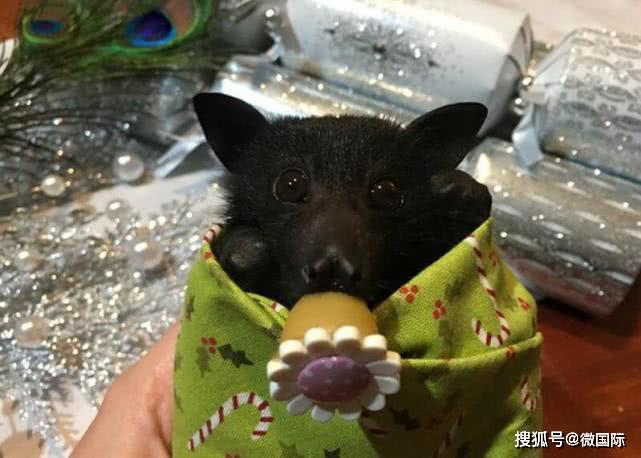 原创小蝙蝠受伤被好心人救助看到它吃东西的样子网友萌化了