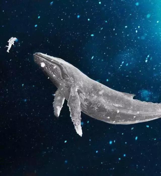 当一条鲸鱼在海洋中死去无数的生命才刚刚开始