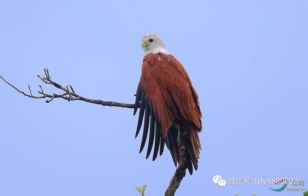 人大专项评议鲁山省级自然保护区淄博市鲁山林场野生动物保护名录鸟类