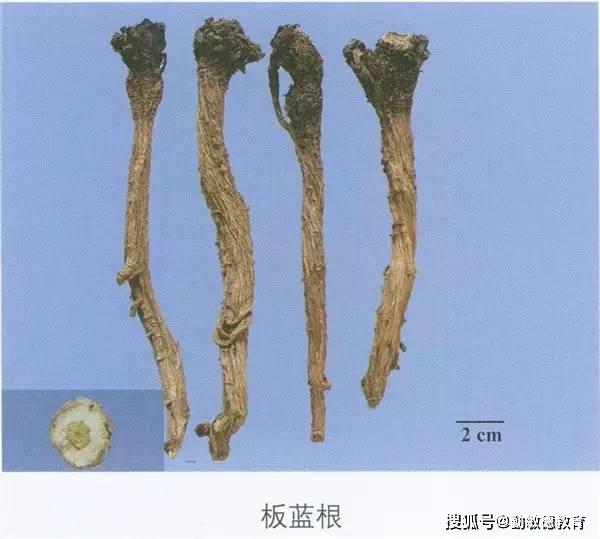 每天最少学一味中药-板蓝根(抗击病毒)_龙王