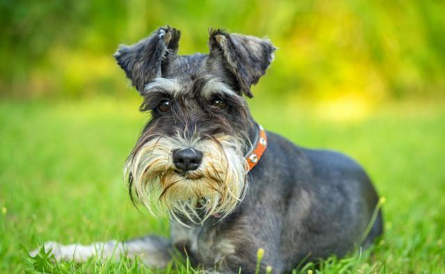 小老头"雪纳瑞",为什么越来越少人养?网友:我怕了_狗狗