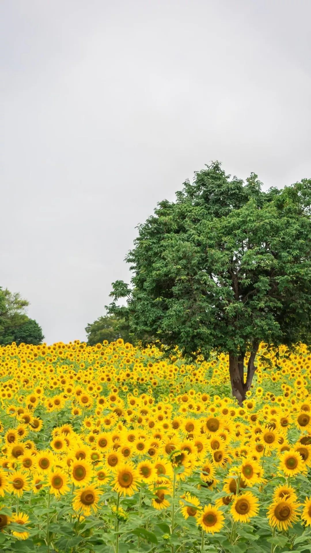 唯美小清新壁纸高清春天的味道