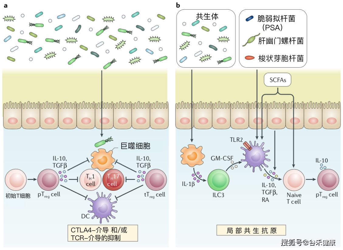 打包送上炎症性肠病中宿主与微生物群的相互作用