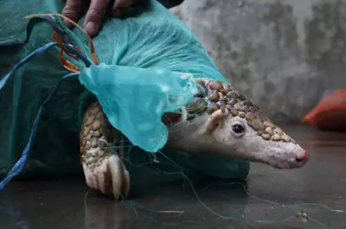 一只温顺善良,害羞怕生的小可爱_穿山甲