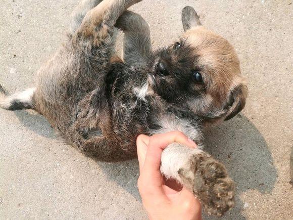 女孩把刚养了两天的流浪狗弄丢了,心里满满的自责,闺蜜:至于吗