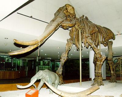 甘肃修水库发现黄河象化石将其完整取出却不是一件容易的事