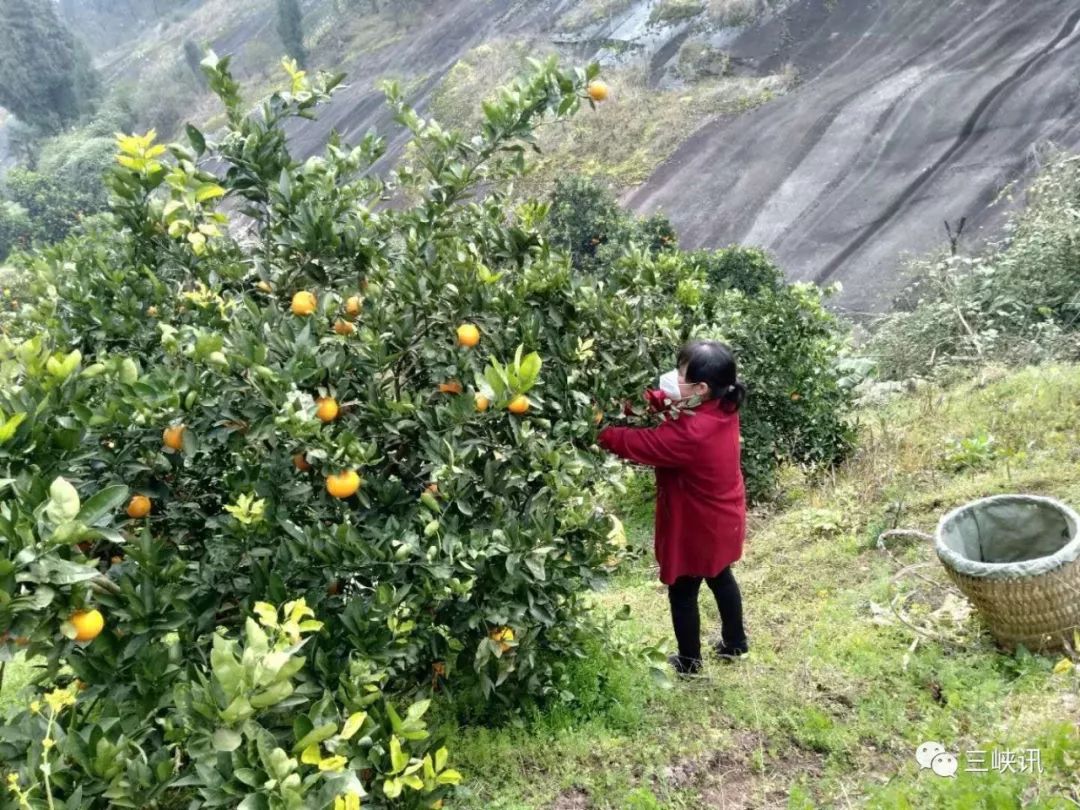 賣瘋了萬州玫瑰香橙全國人都在搶