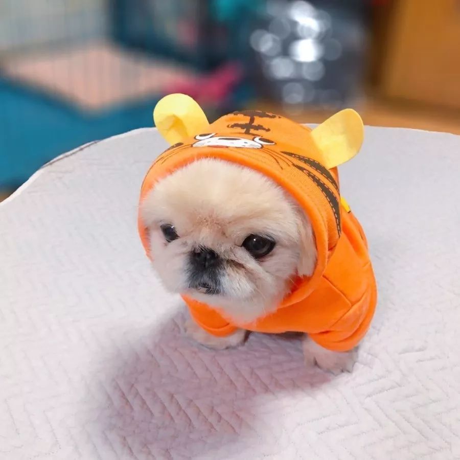 这只狗砸也太爱戴帽子辽_图片