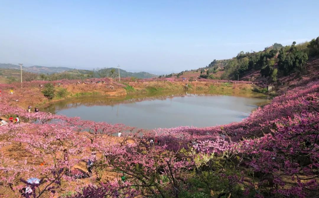 山頭白雪般的李花與周遭相映成景▲新津梨花溪有梨花3000餘畝茂林修竹