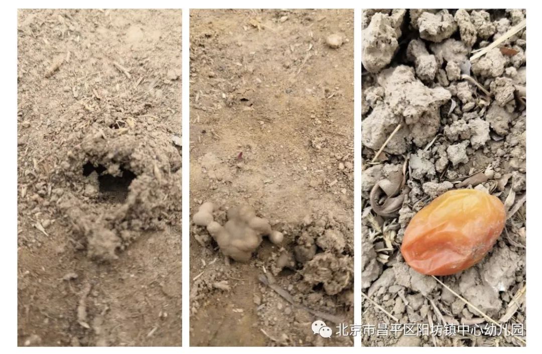 神秘的小洞洞,圆圆的蚯蚓泥,红红的小番茄静静地等着一份期许…分明是