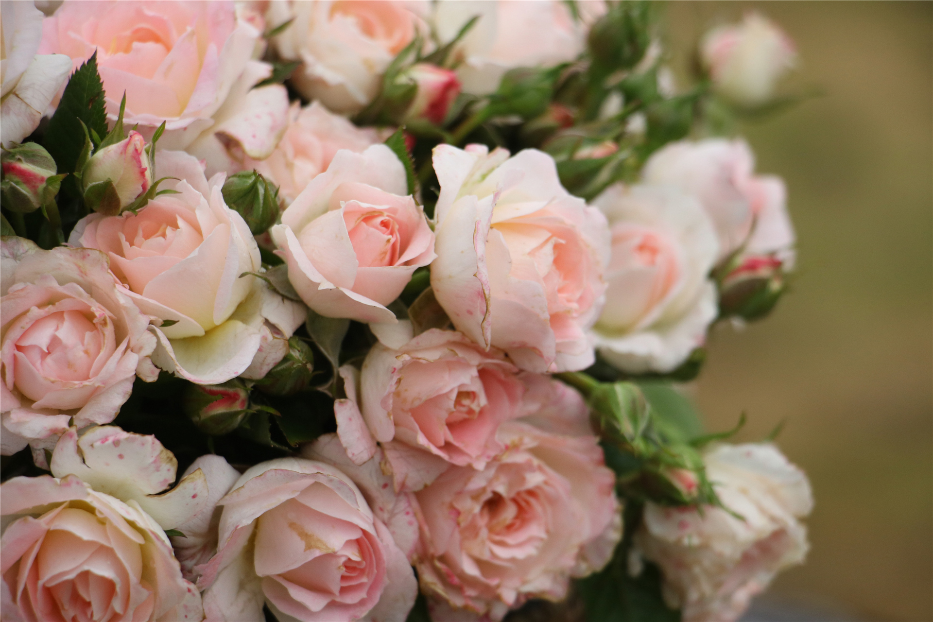 月季白桃妖精whitepeachovation