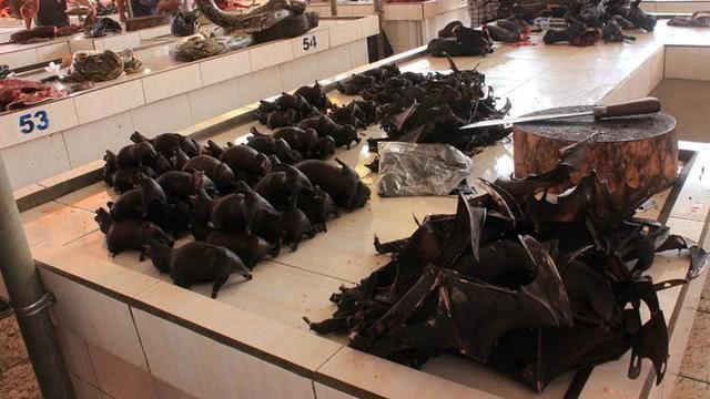 印尼蝙蝠种群大幅减少市场持续热卖30每公斤翅膀和头炖着吃