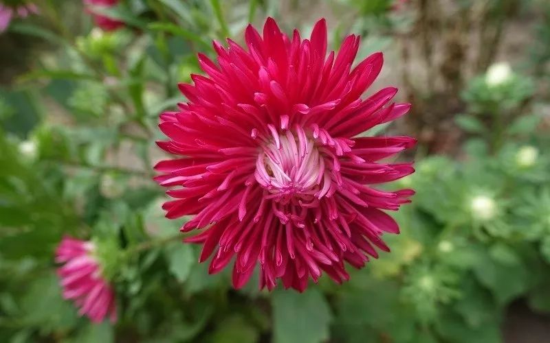 热销推荐怎么你们都叫翠菊