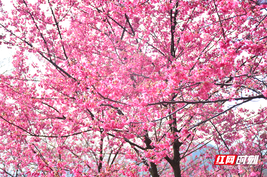 桂阳樱花园图片图片