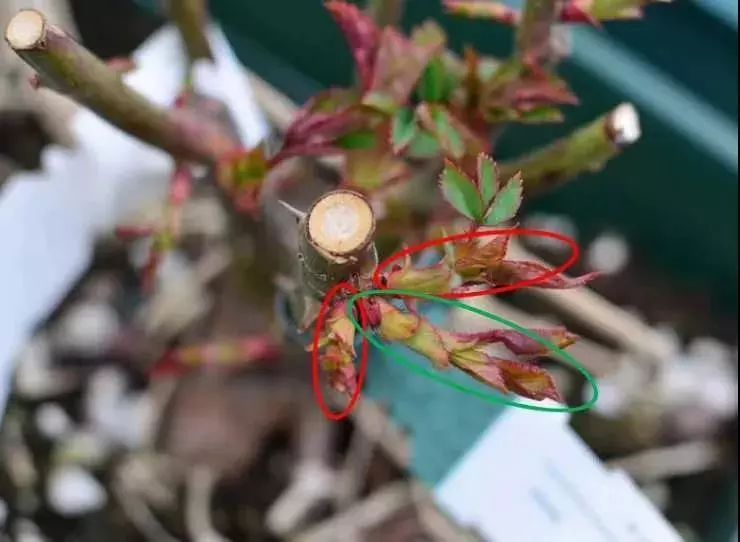 雨水來了,月季養護注意這5點,輕鬆爆花_修剪