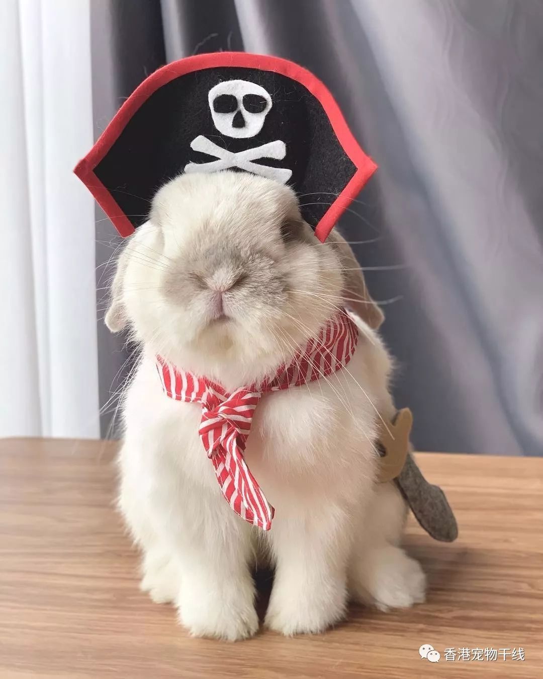 企鹅▼星巴克收银小哥▼篮球运动员▼绅士兔▼快递小兔▼酷酷兔种兵▼