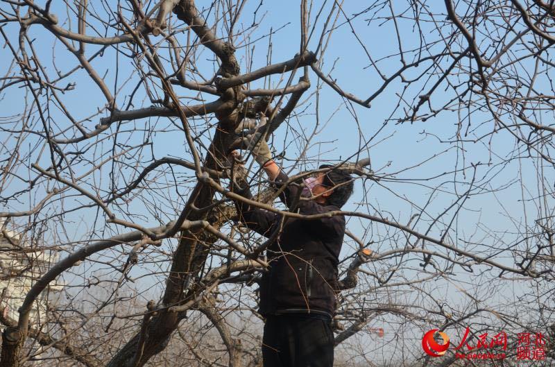 一位戴着口罩的果农正在梨园忙碌地剪修树枝