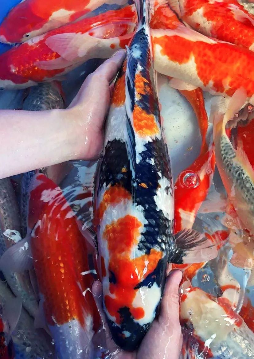 精品进口鱼专场金上锦鲤顺德场21日明晚7点五大进口渔场精品鱼直播