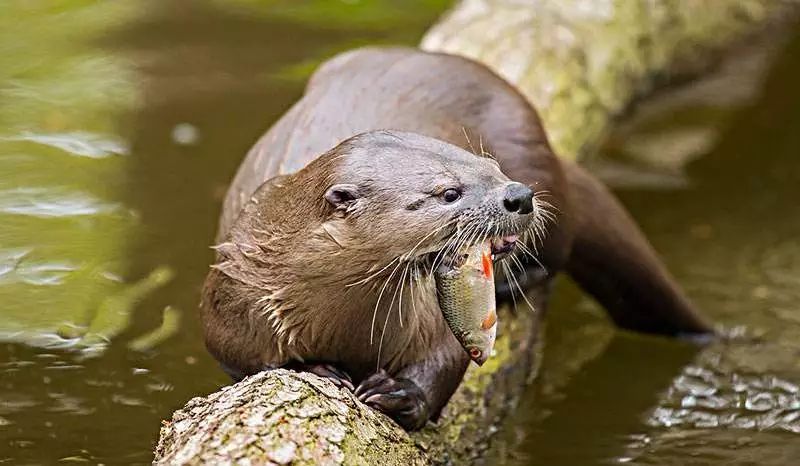 祭后食整齐地摆在岸边水獭将捕获的鱼儿一候獭祭鱼雨水有三候春雨初归
