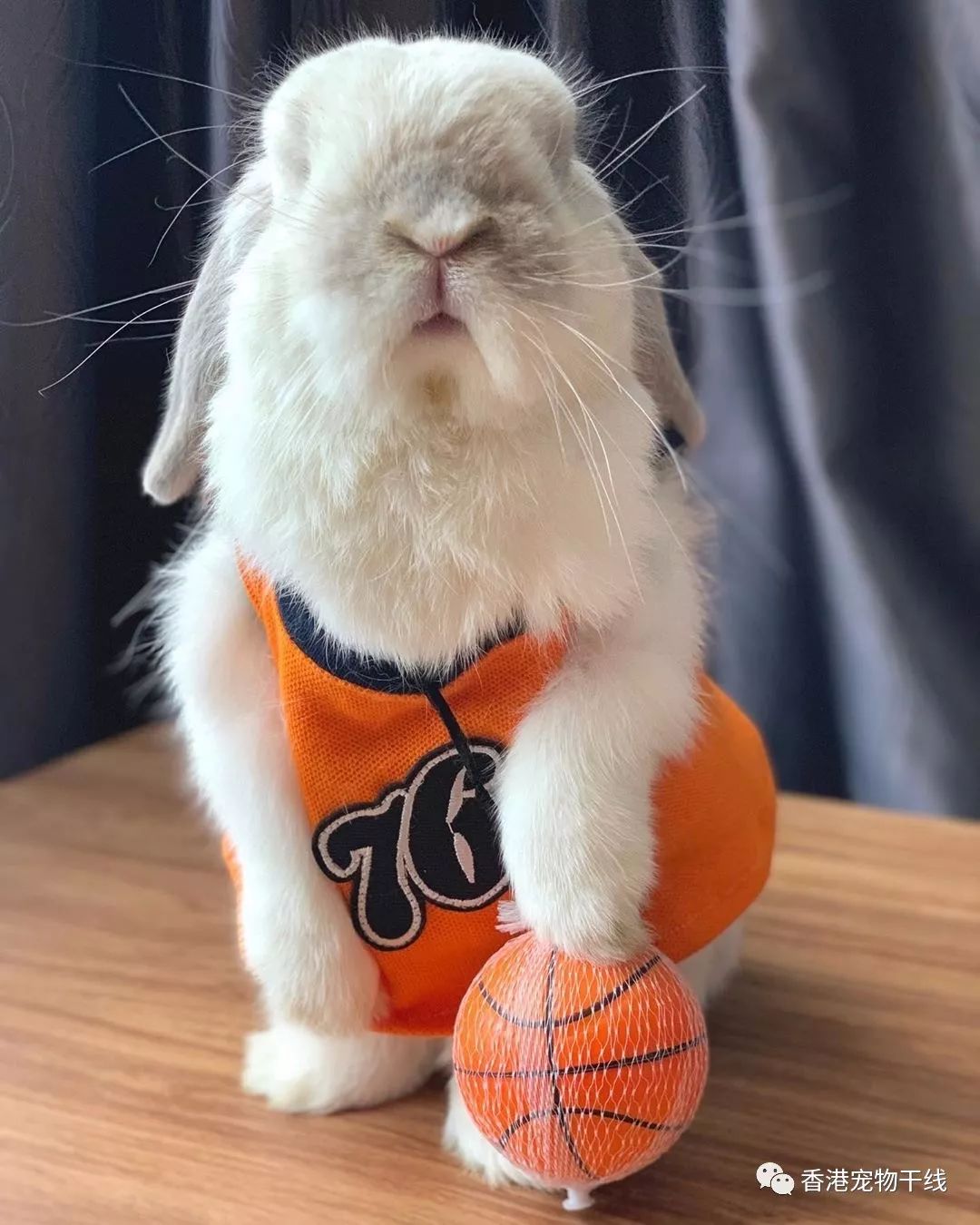 篮球运动员▼绅士兔▼快递小兔▼酷酷兔种兵▼