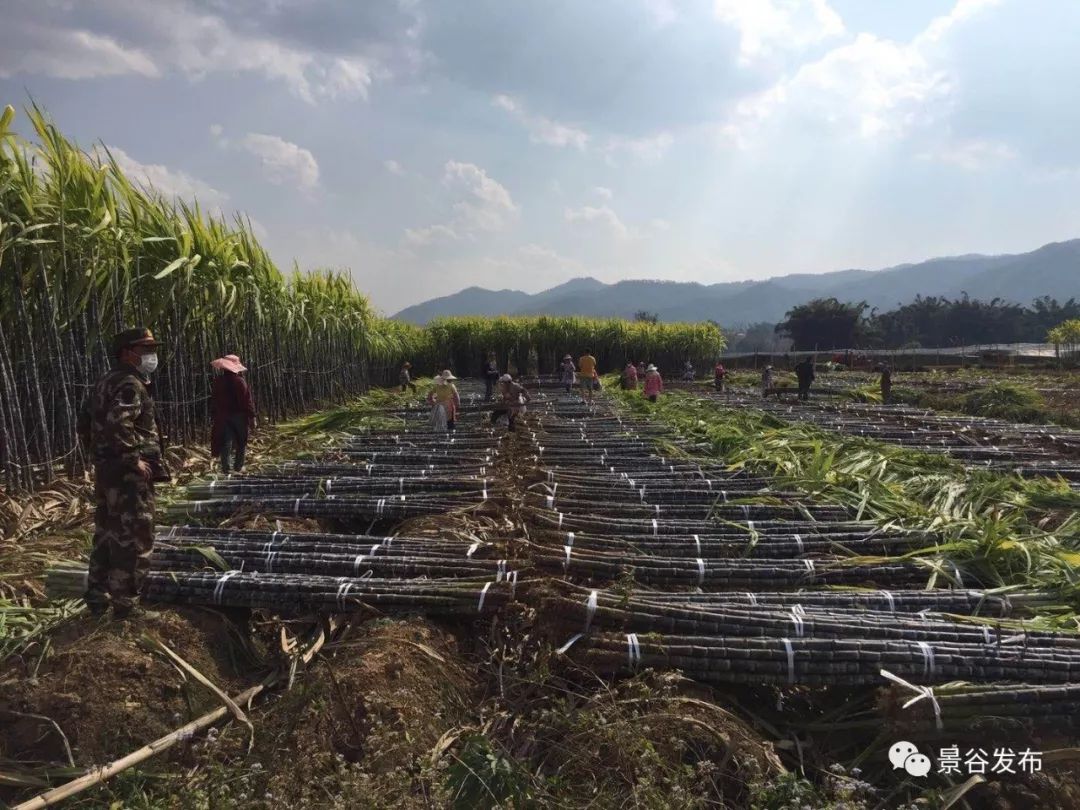 勐班乡撤卡不撤防疫