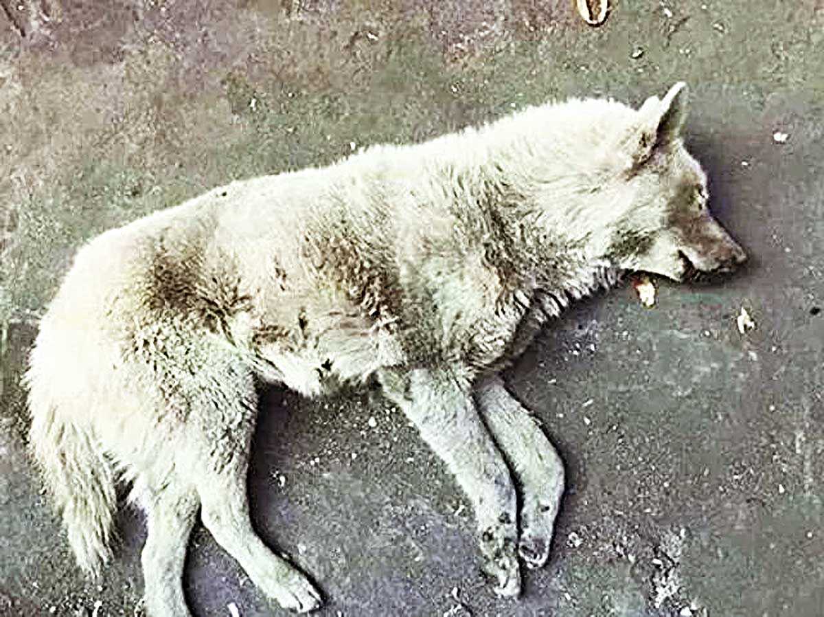 原创1只流浪狗突然倒地不起当知道实情时瞬间让人火冒三丈