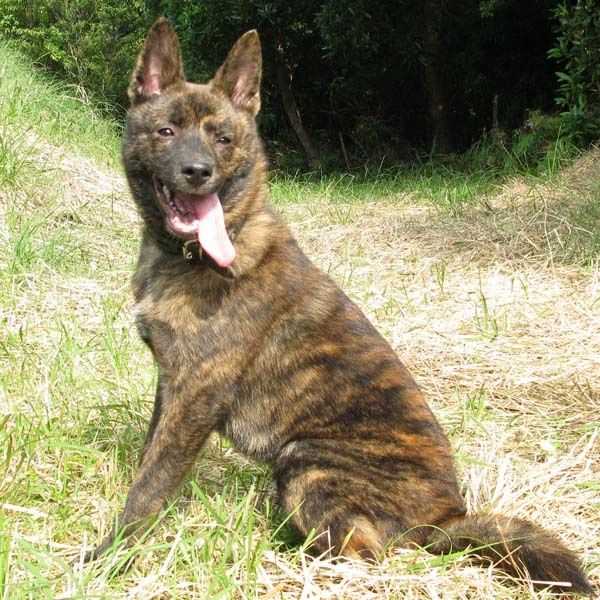 原创康熙大帝为它亲笔题词获得御犬称号虎斑犬