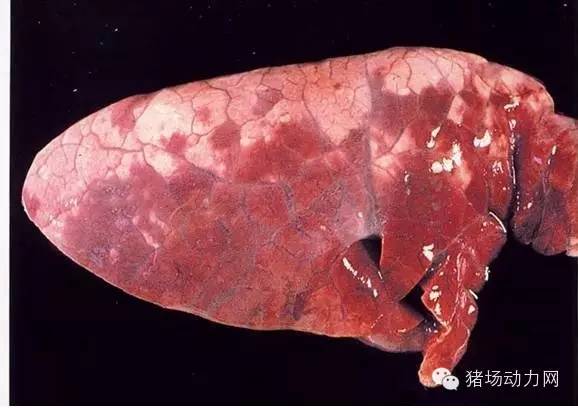 技术史上最全的猪肺部疾病解剖图你知道多少