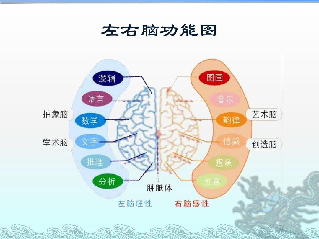 左脑和右脑进化在人类谱系起源之前