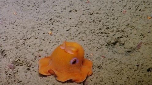 大海的萌宠长着大象耳朵的章鱼超萌超可爱