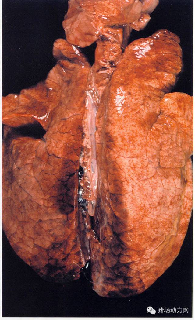 11 生长猪肺出血,肺表面有大量的斑点和淤血块